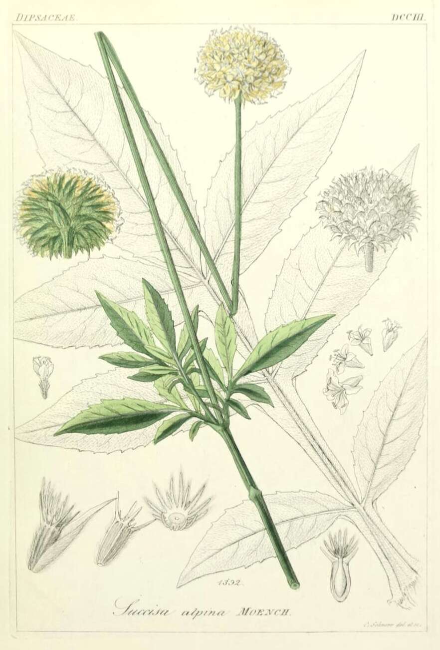 Cephalaria alpina (L.) Schrad. resmi