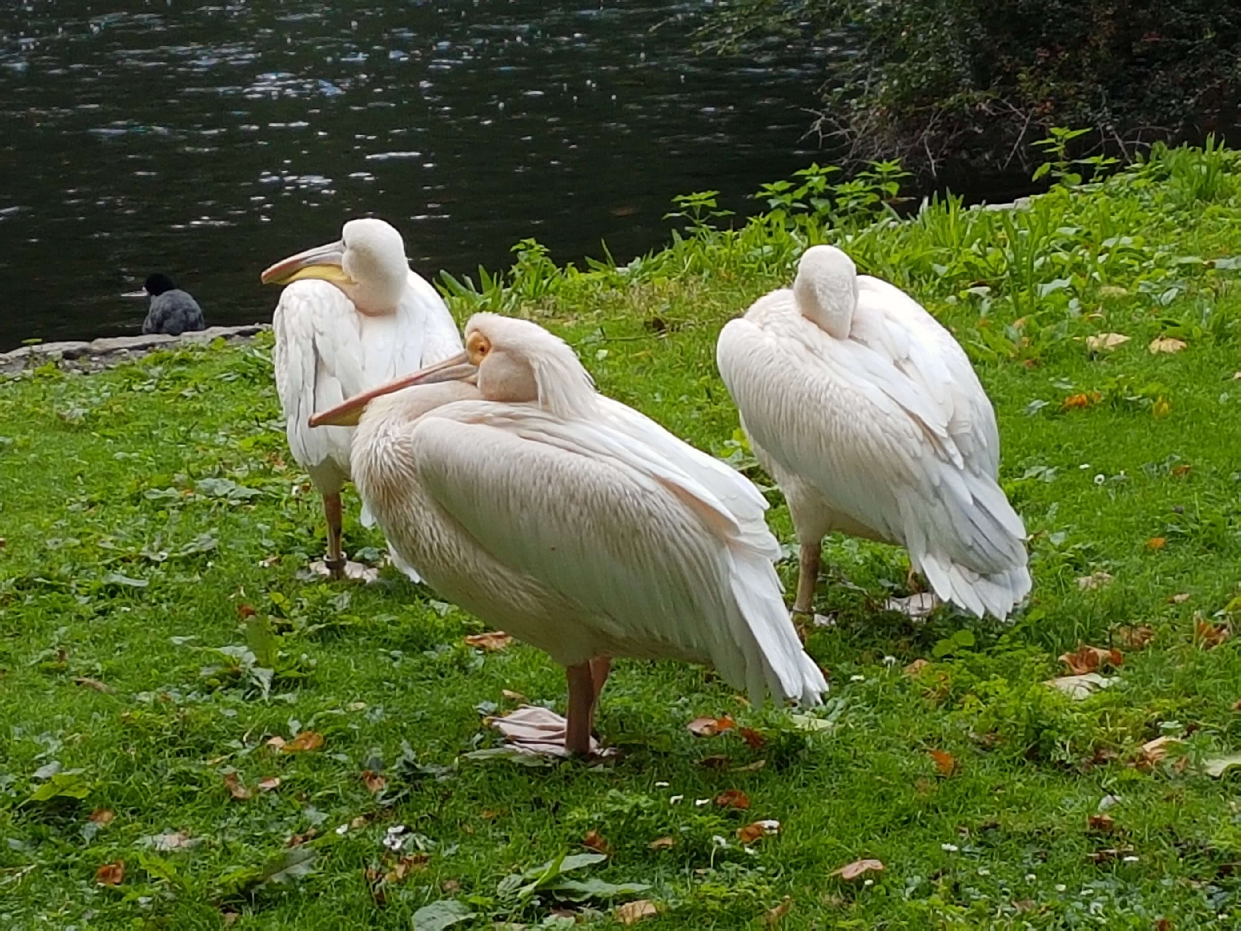 Image of Great White Pelican