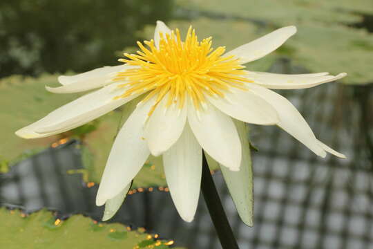 Image of Dotleaf waterlily