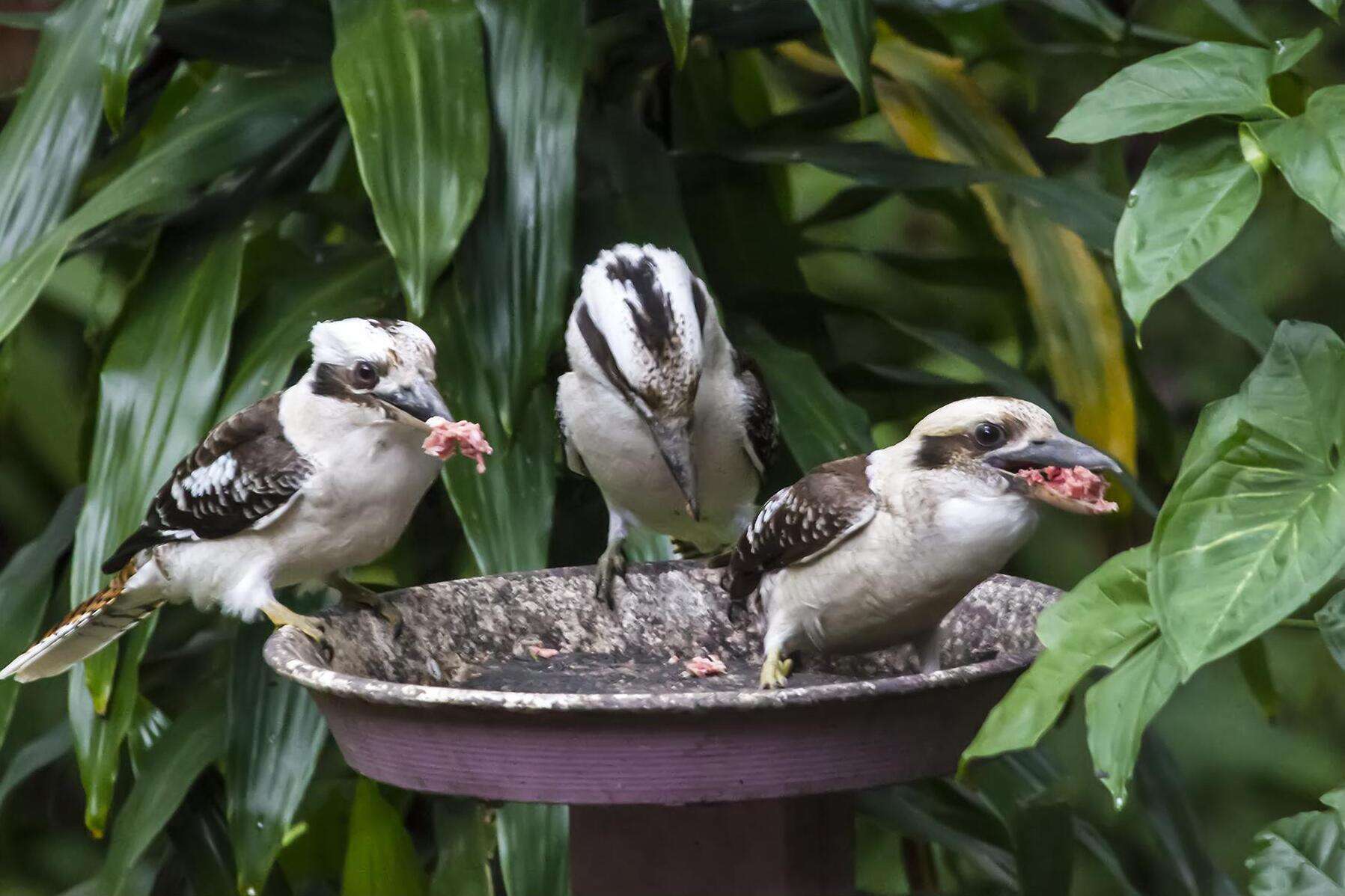 Image of Kookaburra