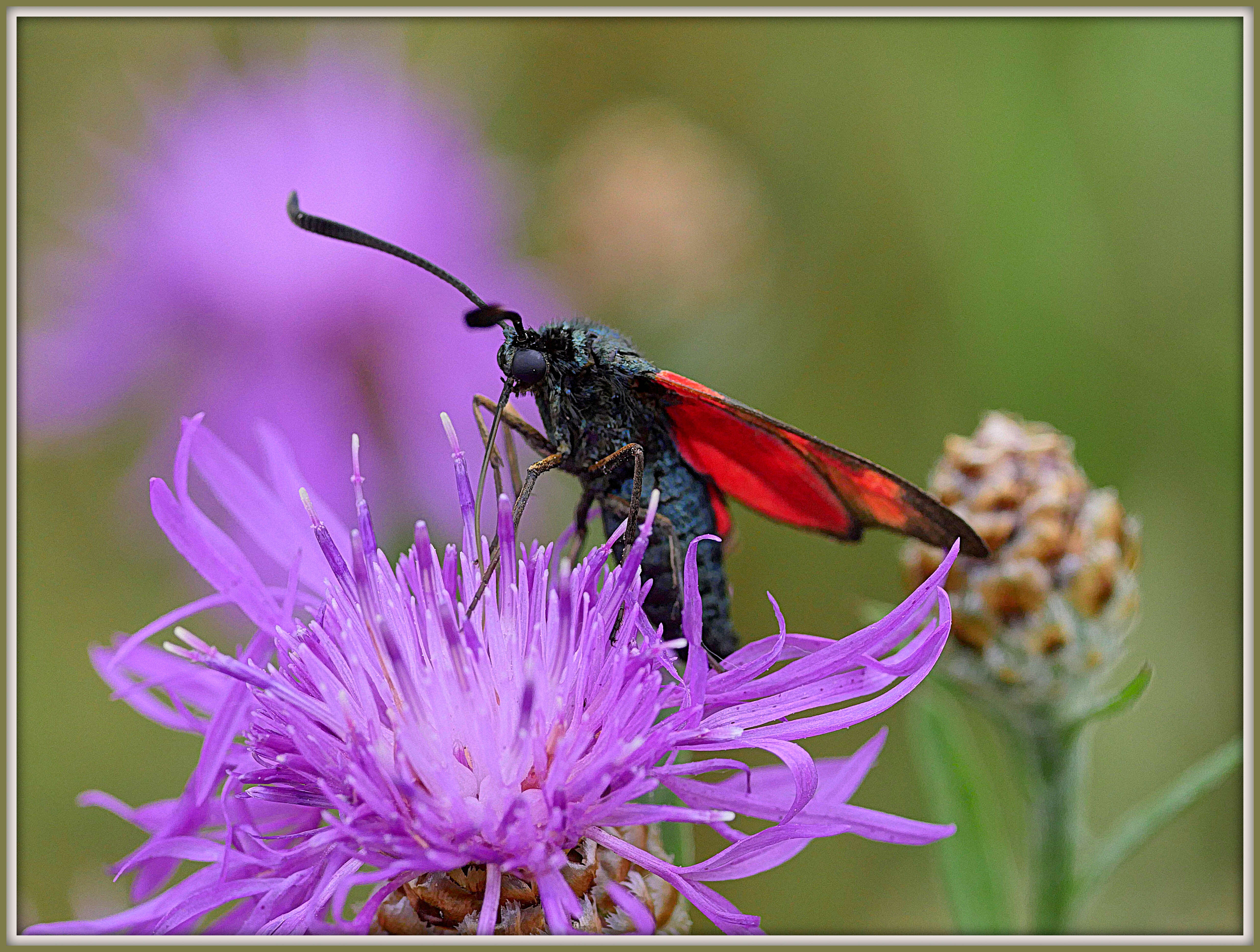 Image of six-spot burnet