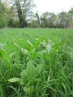 Imagem de Rumex obtusifolius L.