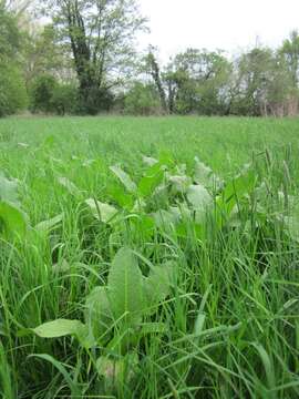 Imagem de Rumex obtusifolius L.