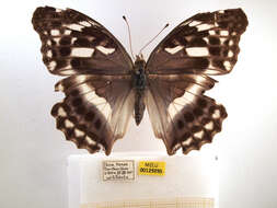 Image of Argynnis sagana