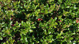 Image of lingonberry