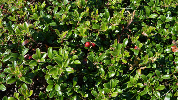 Image of lingonberry