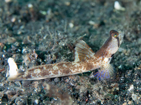 Image of Monster shrimpgoby