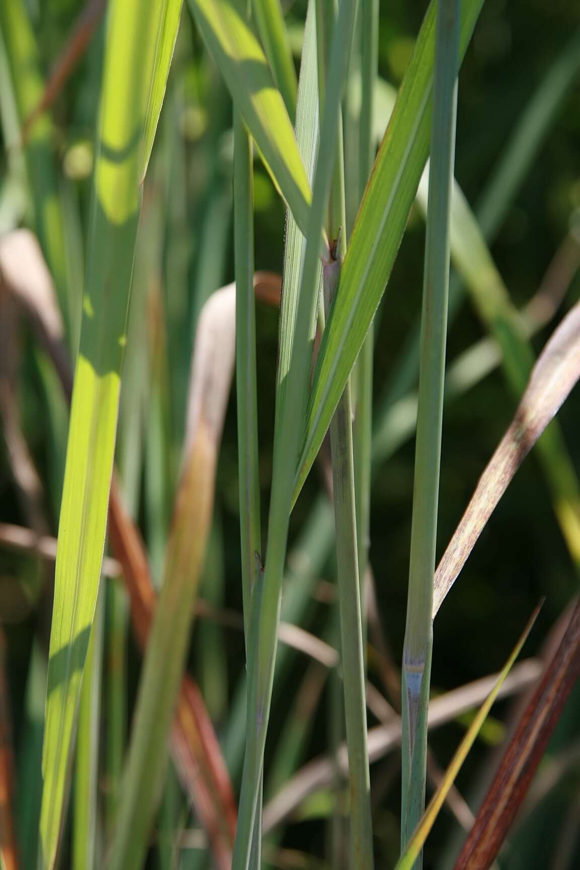 Image of Indiangrass