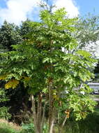 Image of Papaya ringspot virus