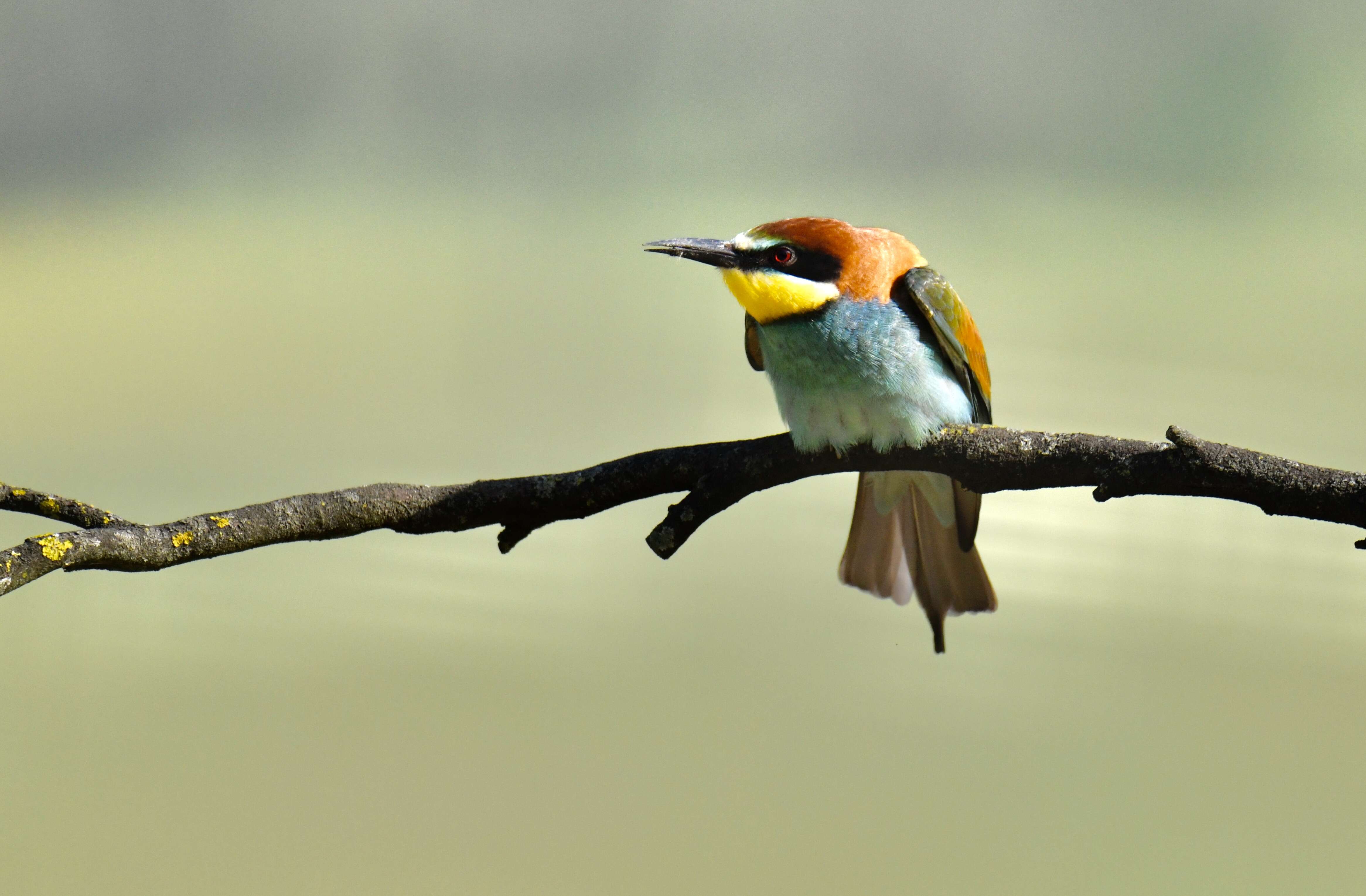 Image of bee-eater, european bee-eater