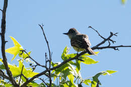 صورة Myiarchus tyrannulus (Müller & Pls 1776)