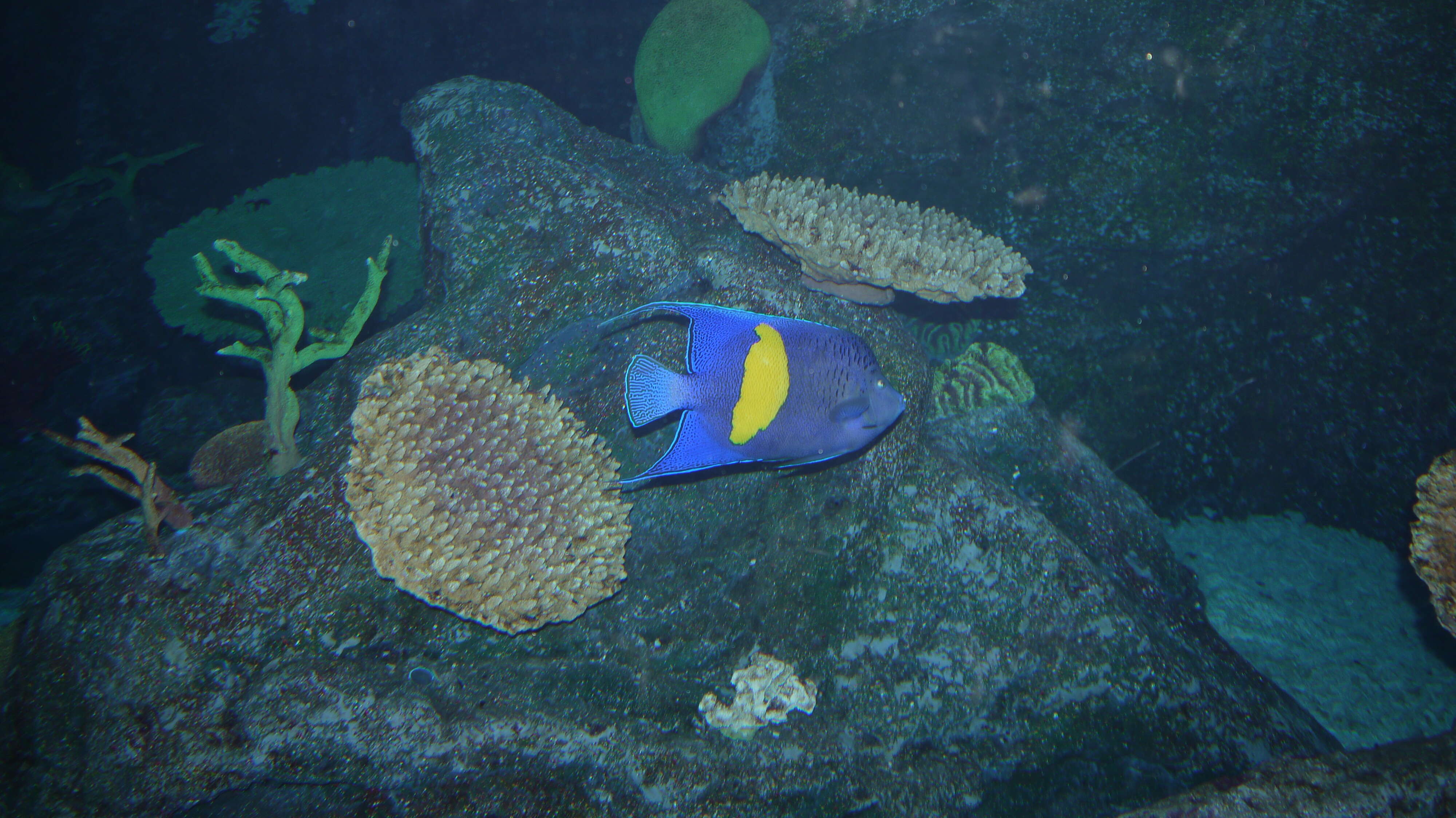 Image of Halfmoon Angelfish