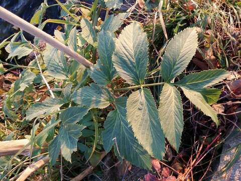 Image of Norwegian angelica