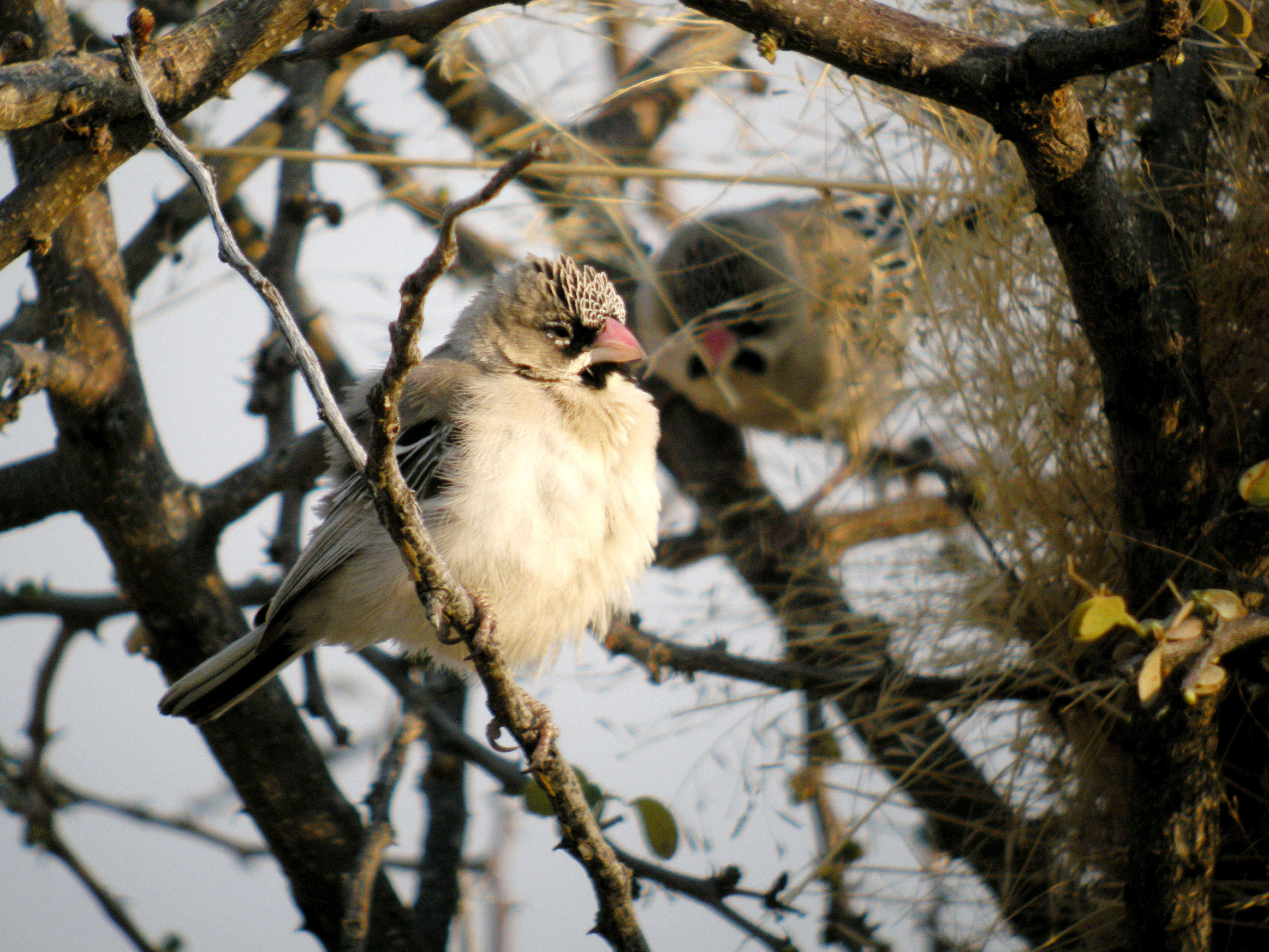 Image of Scaly Weaver