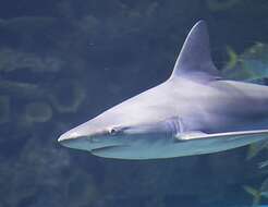 Image of Sandbar Shark