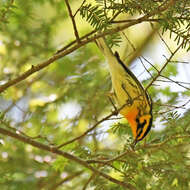 Image of Blackburnian Warbler