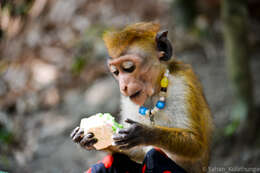 Image of Toque macaque