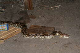 Image of Dumeril's Boa