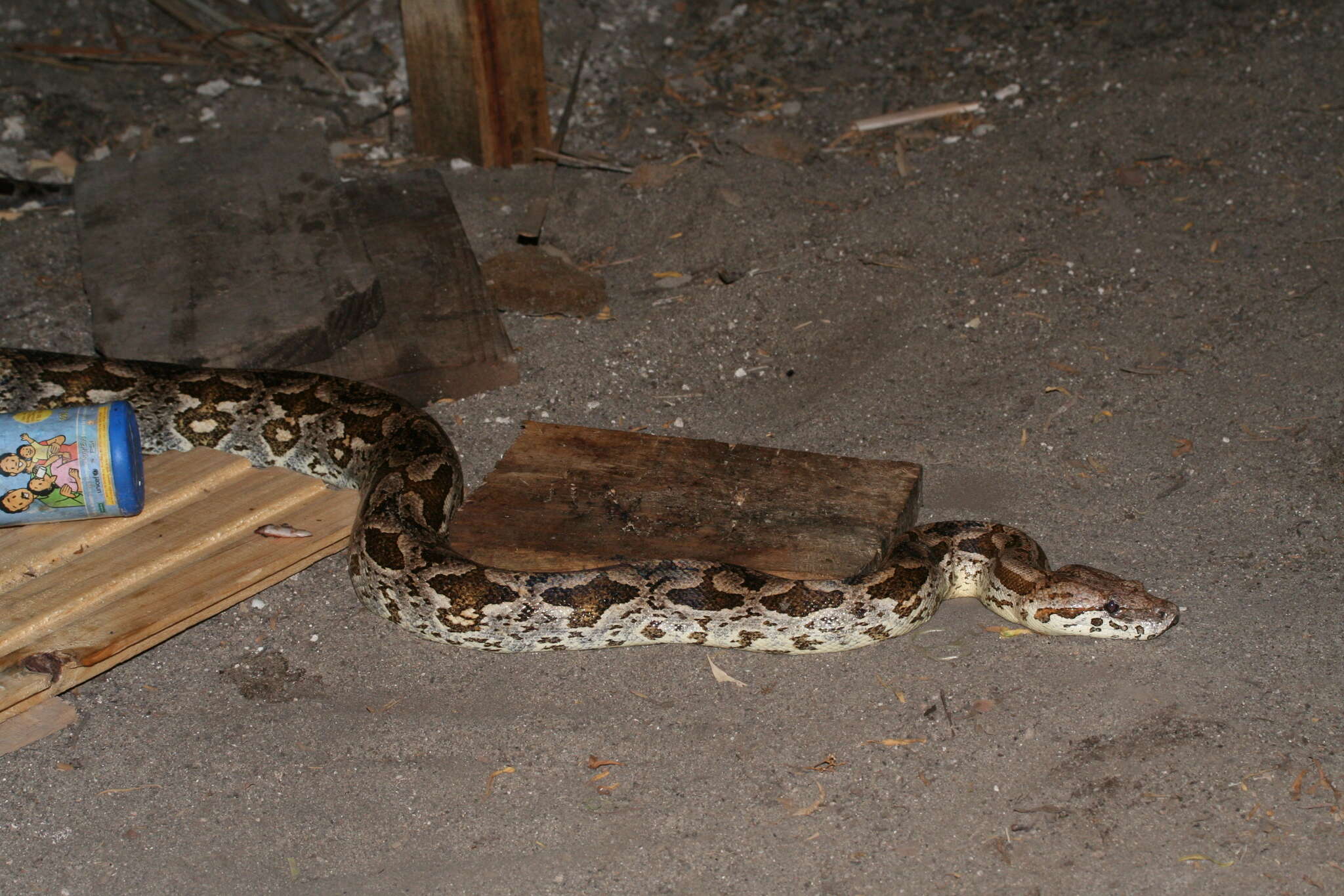 Image of Dumeril's Boa