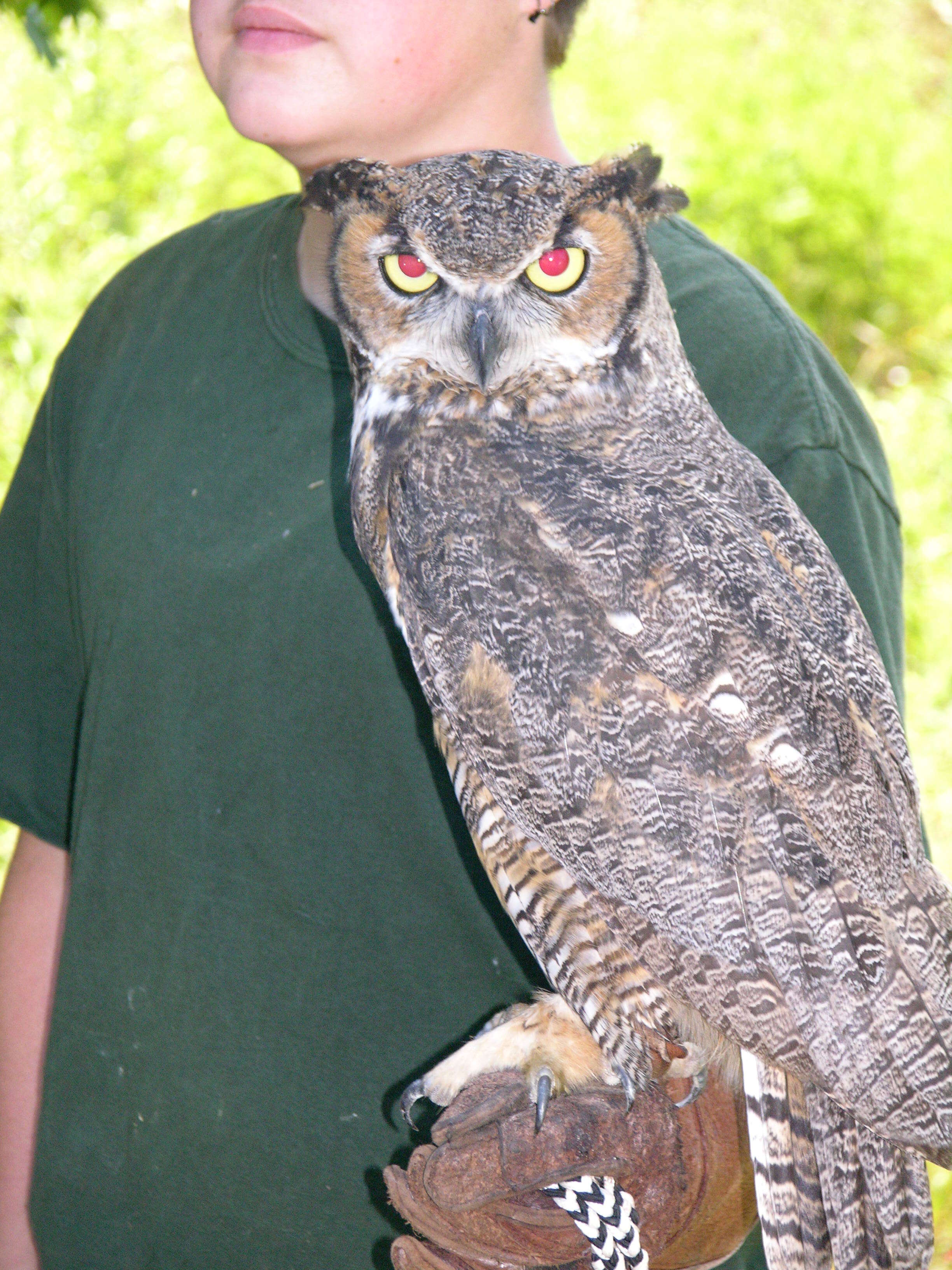 Image of Great Horned Owl