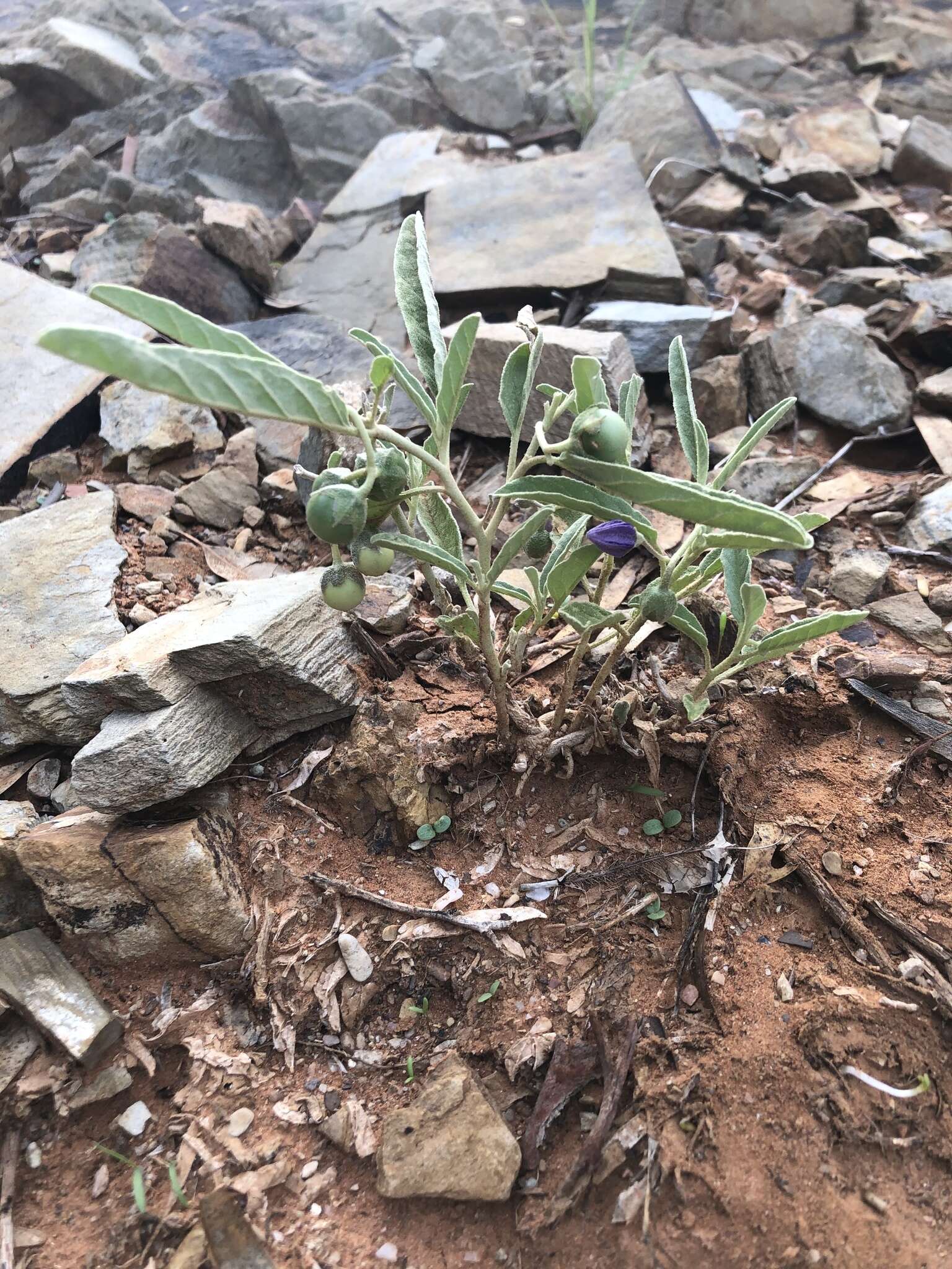 Image of Solanum esuriale Lindl.