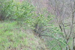 Cotoneaster acutifolius Turcz. resmi