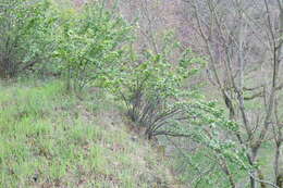 Image of Peking cotoneaster