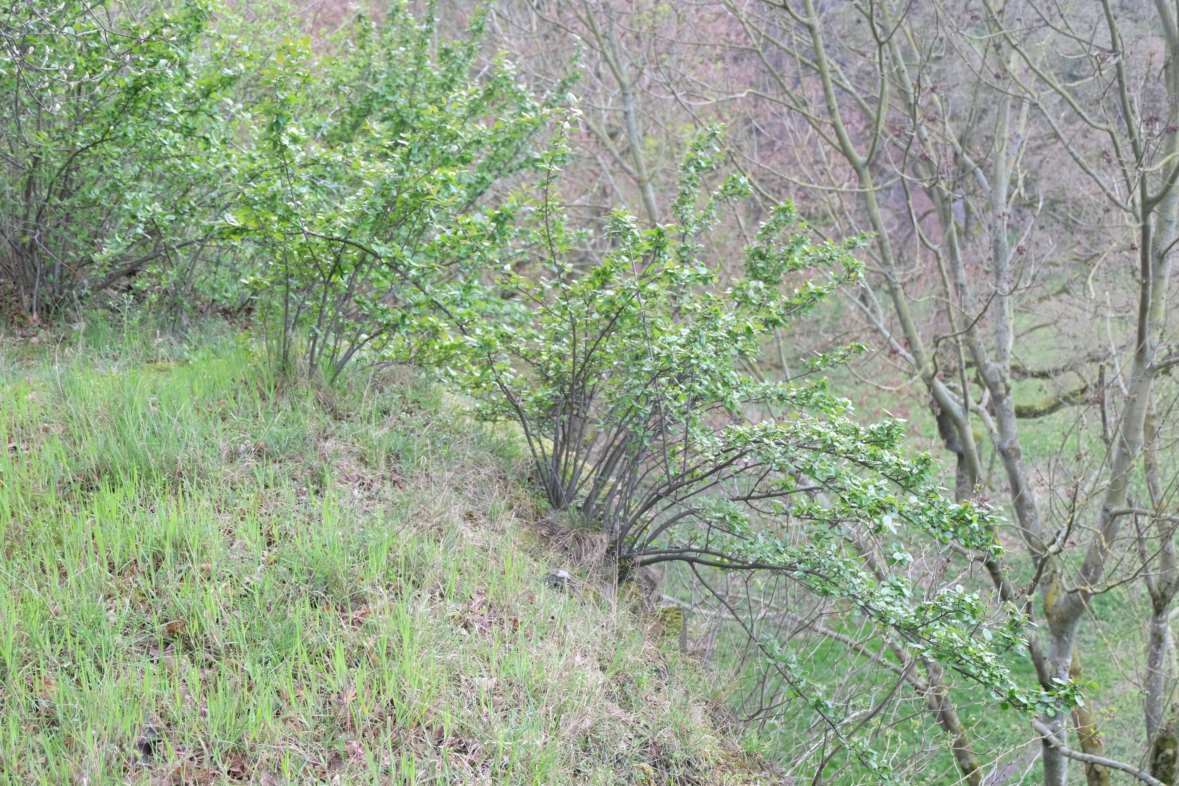 Cotoneaster acutifolius Turcz. resmi