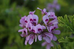 Image of sweet scented geranium