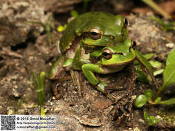 Image of Hyla orientalis Bedriaga 1890