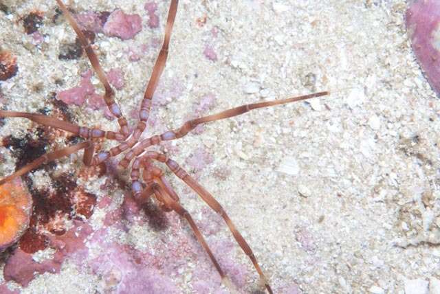 Image of sea spider