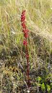 Rumex arcticus Trautv.的圖片