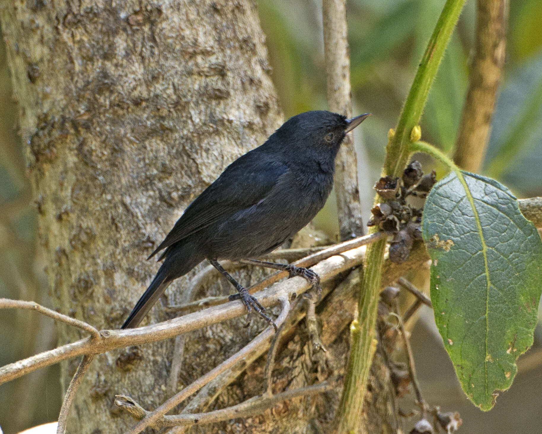 Image of Black Flower-piercer