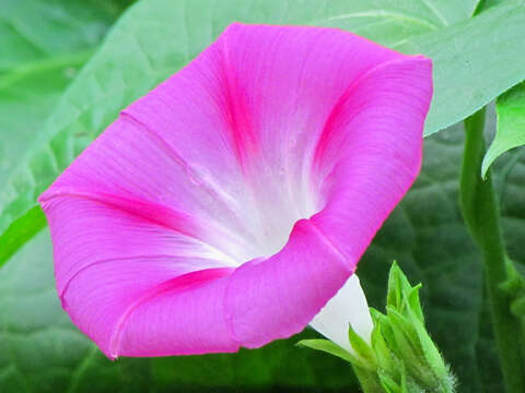 Image of tall morning-glory