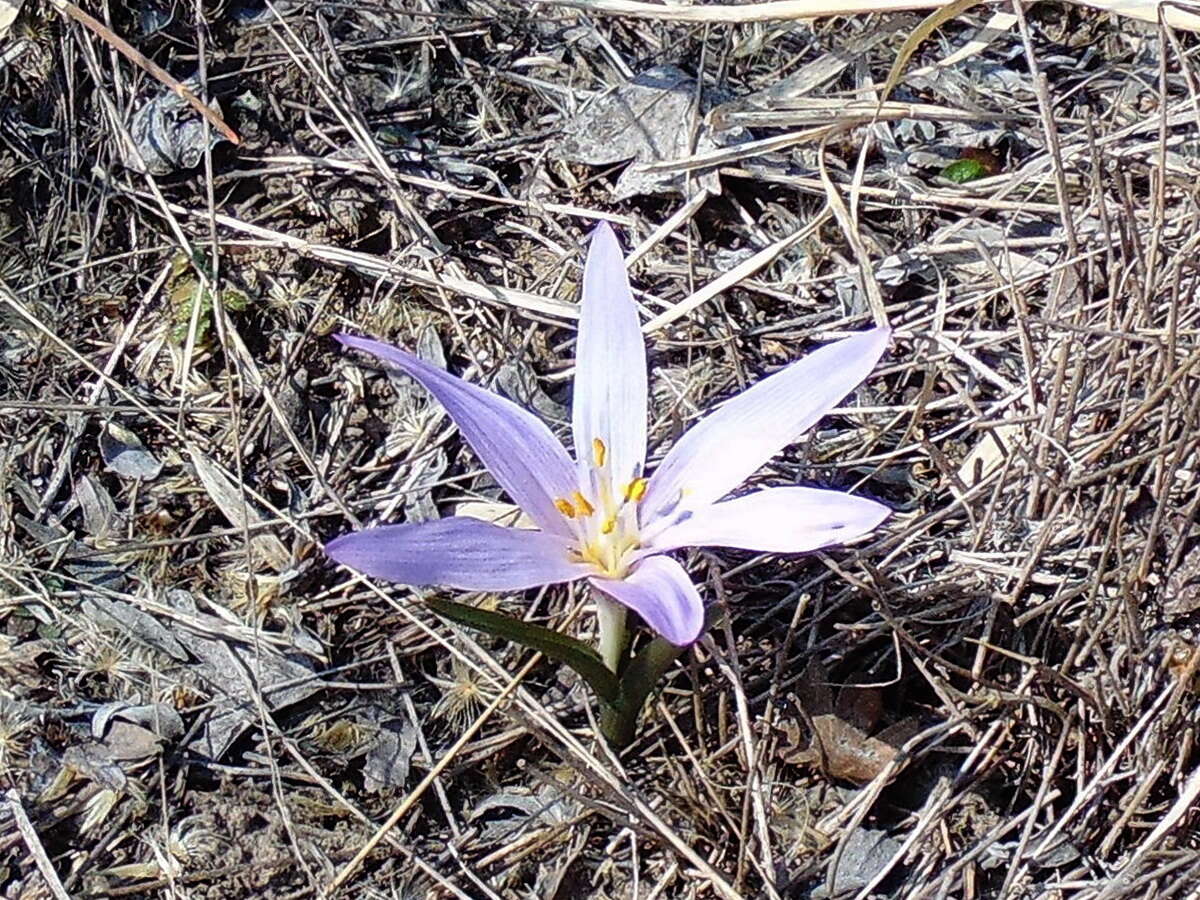 Image of Colchicum bulbocodium Ker Gawl.