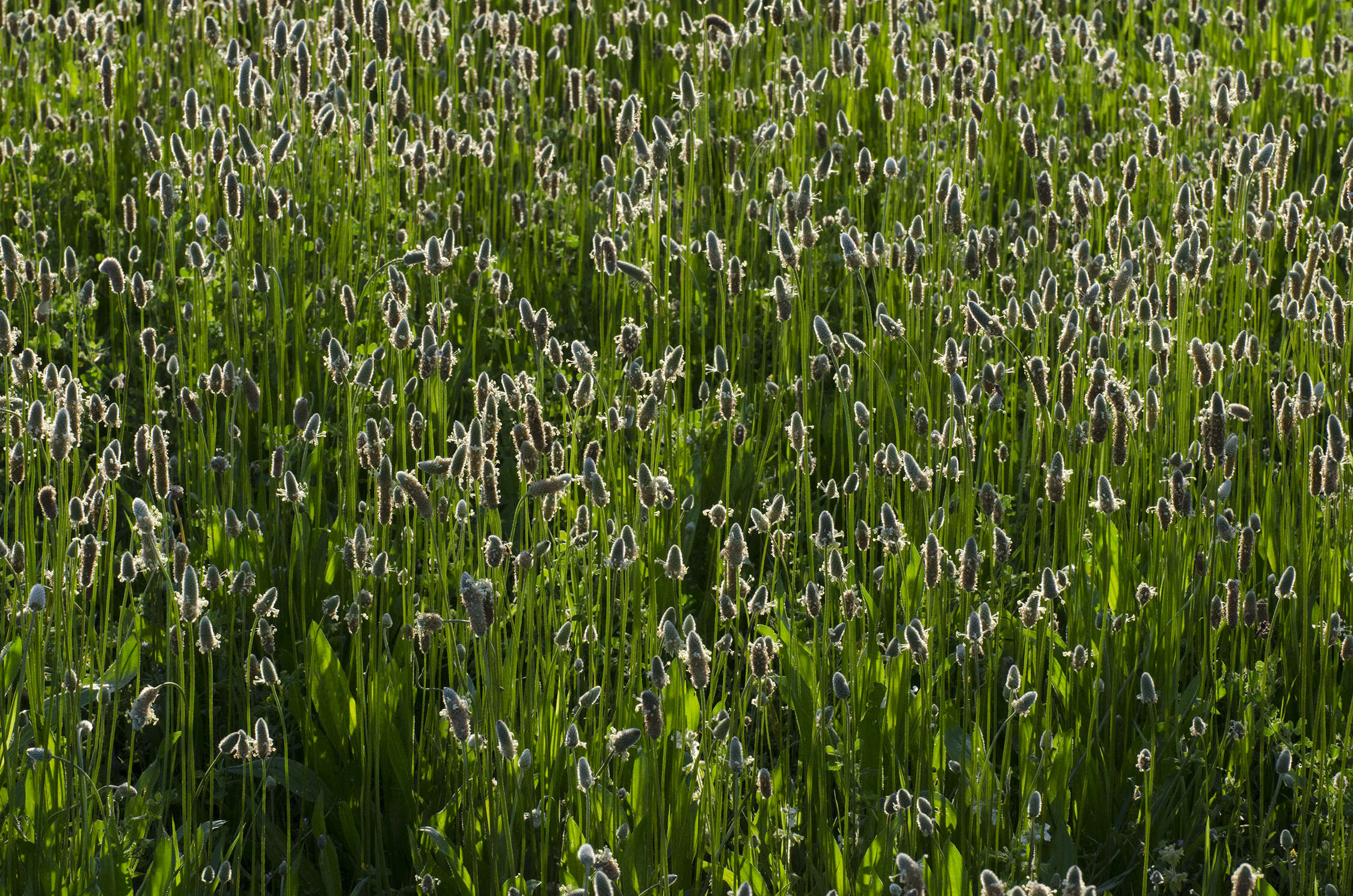 Image of Hare's-foot Plantain