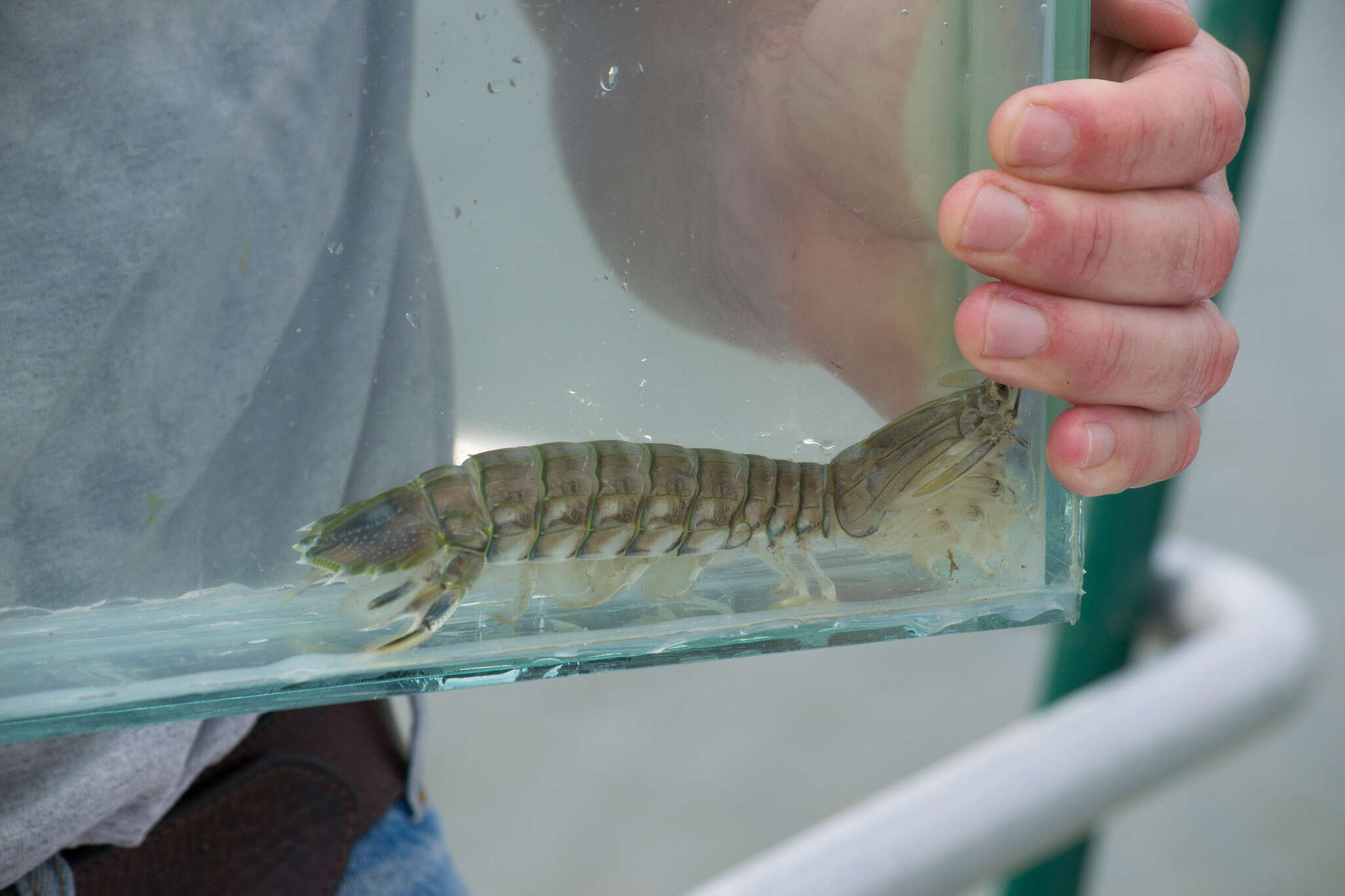 Image of mantis shrimp