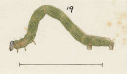 Image of Pseudocoremia melinata Felder & Rogenhofer 1874