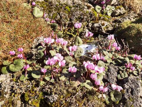 Image of Cyclamen coum subsp. parviflorum (Pobed.) Ietsw.