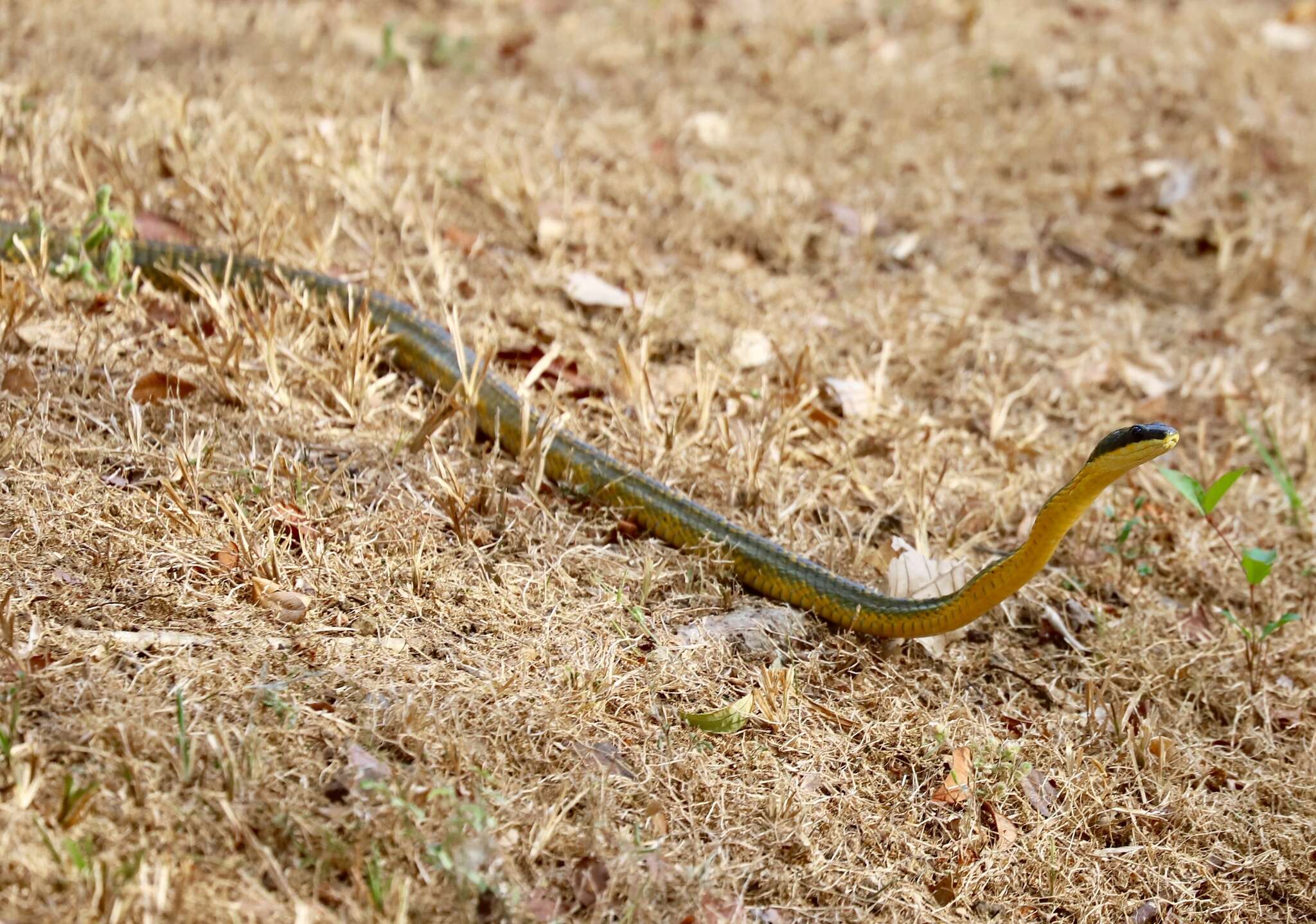 Imagem de Phrynonax poecilonotus (Günther 1858)