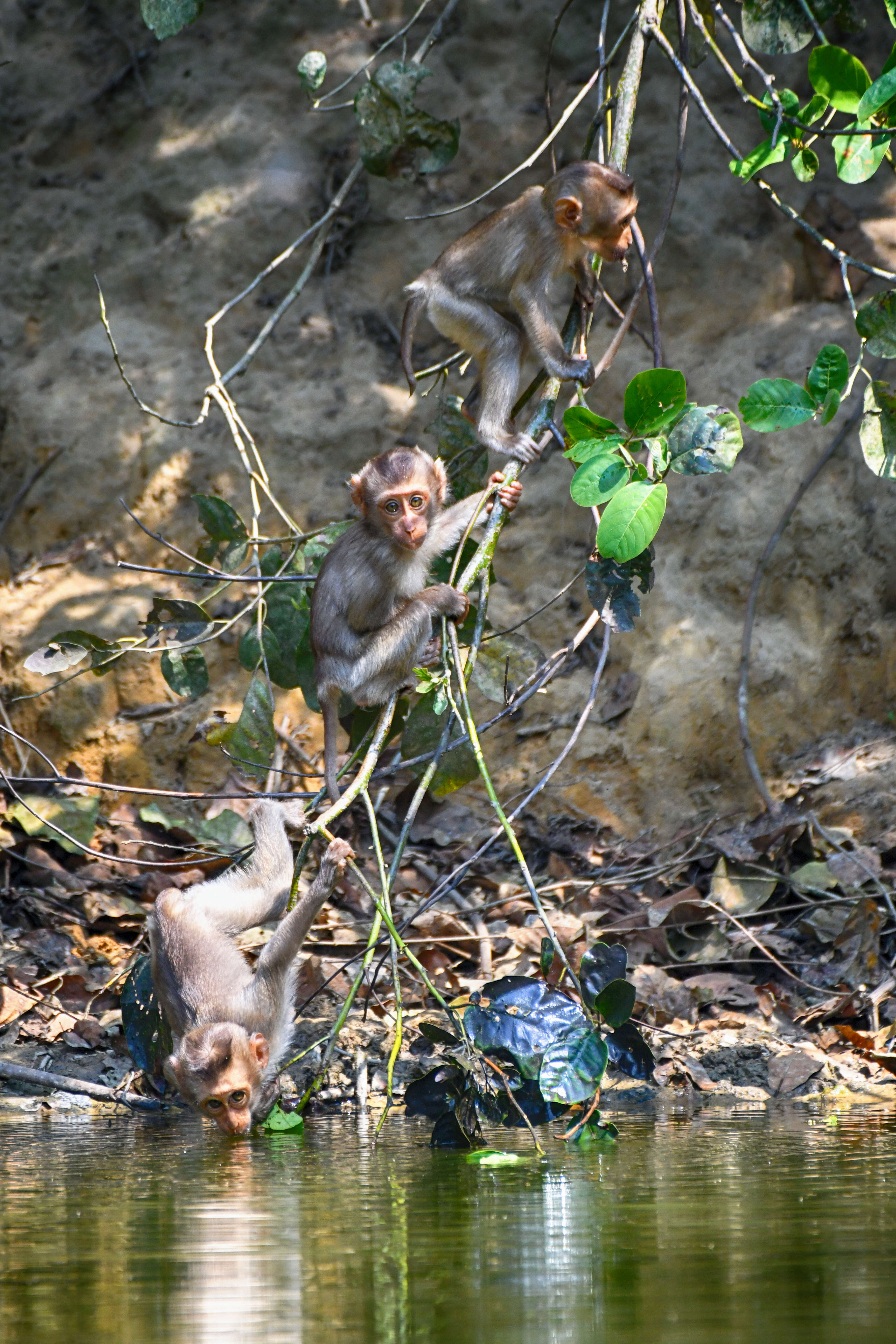 Imagem de Macaca leonina (Blyth 1863)