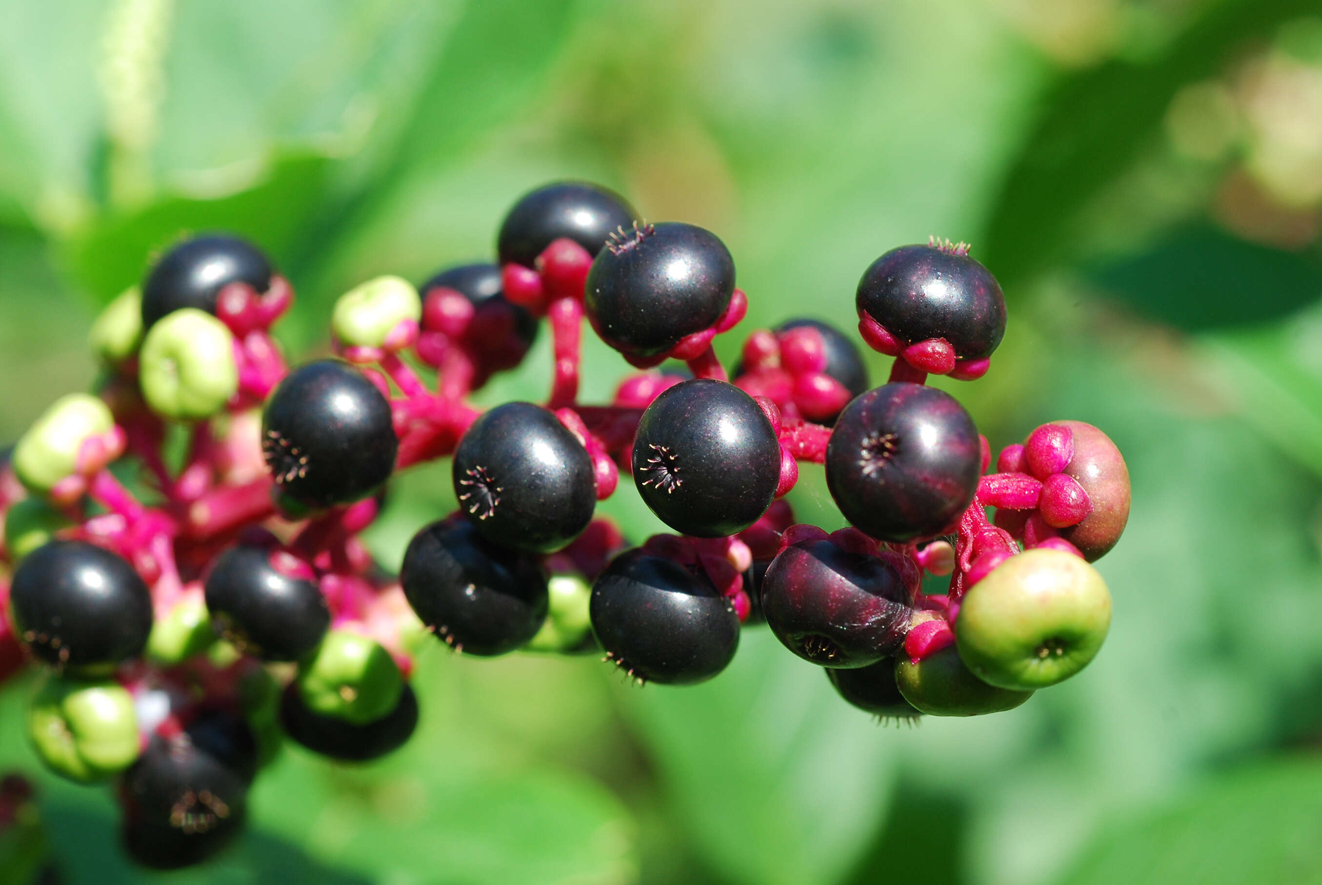 Image of American Nightshade