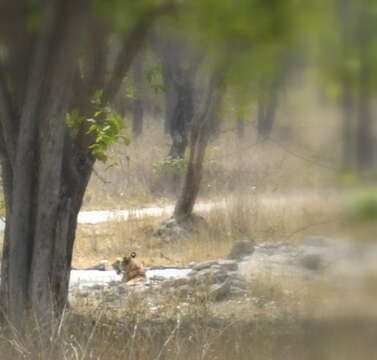 Imagem de Tigre-de-bengala