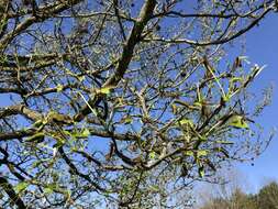 Image of American Sweetgum