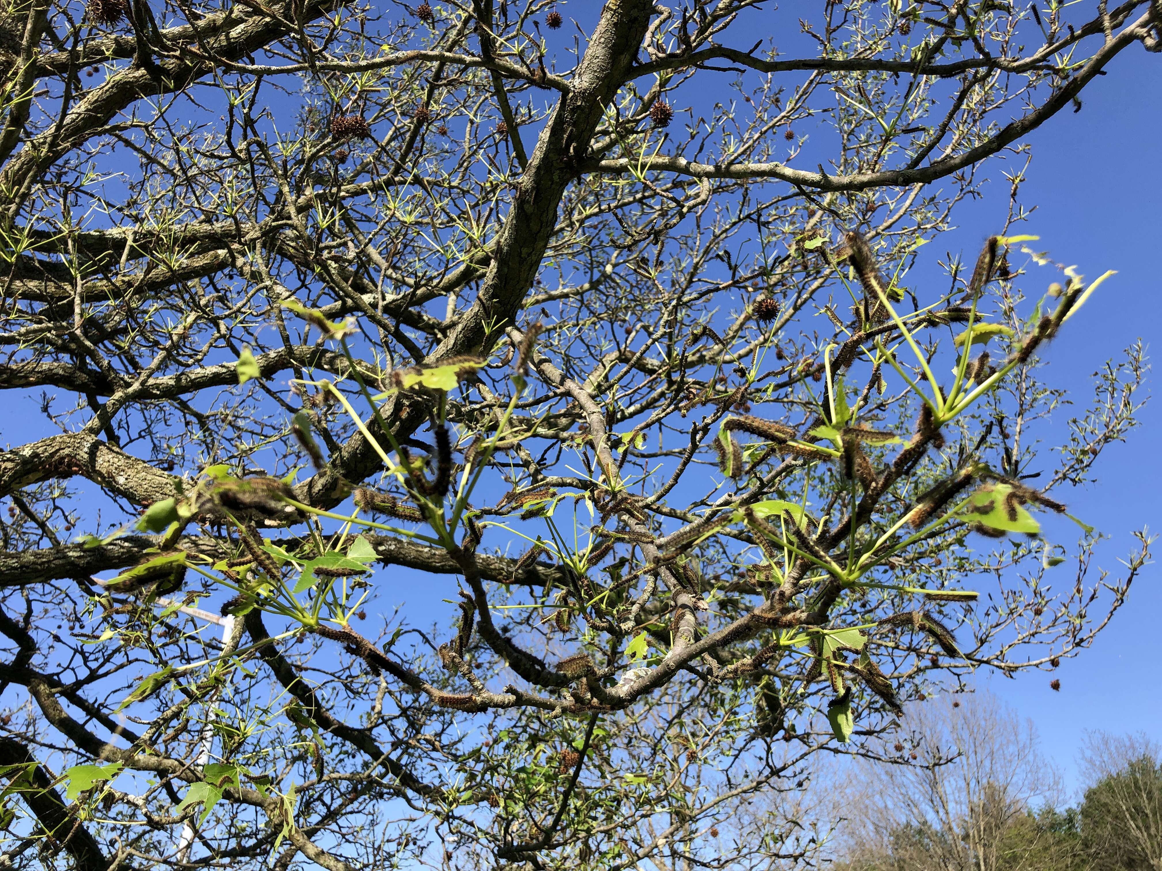 Image of American Sweetgum