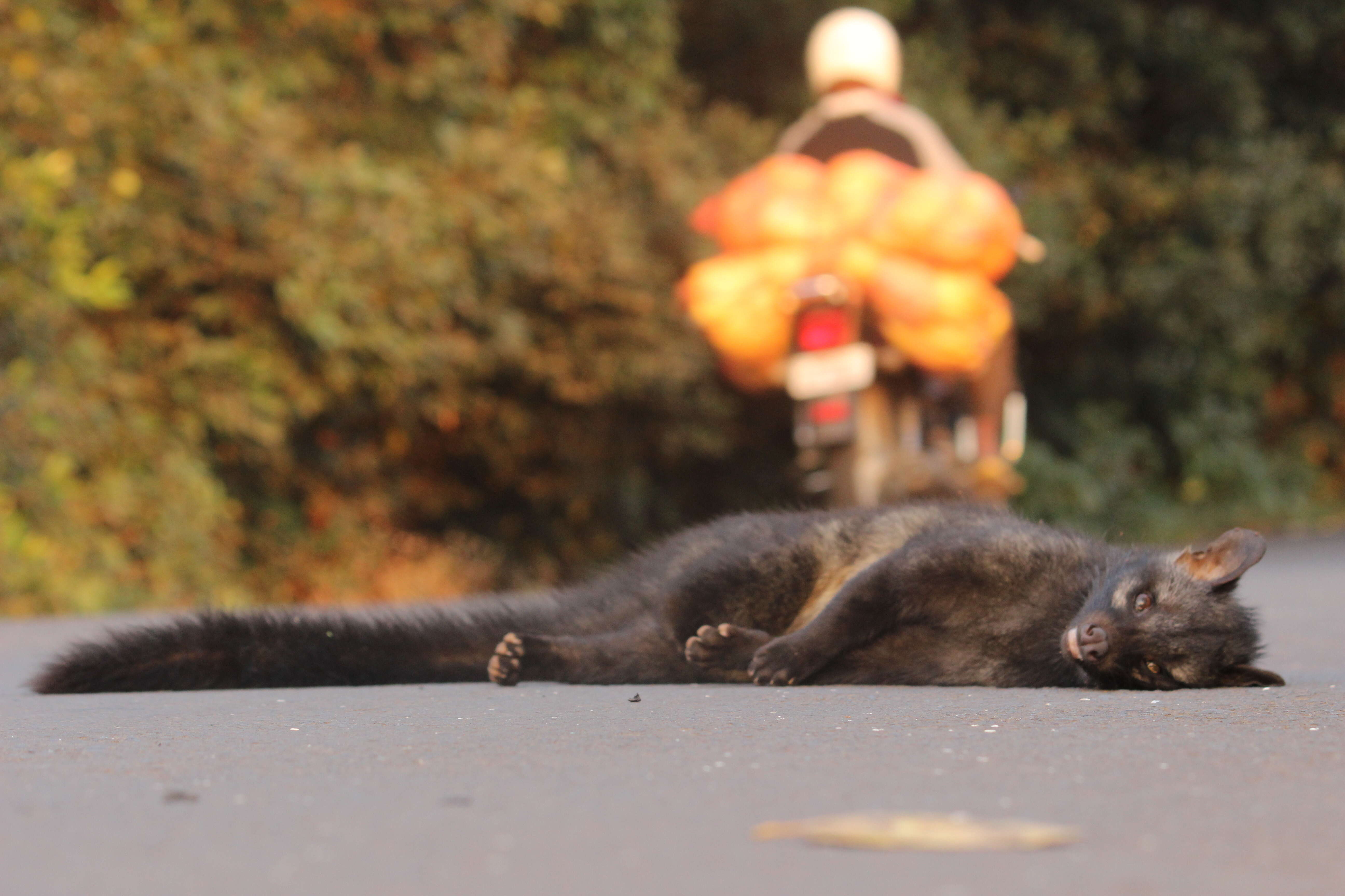 Image of Common palm civet