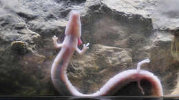 Image of Old World blind cave salamander