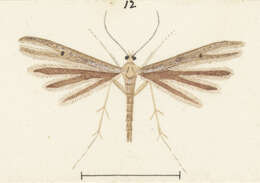 Image of Stenoptilia zophodactylus (Duponchel 1840)