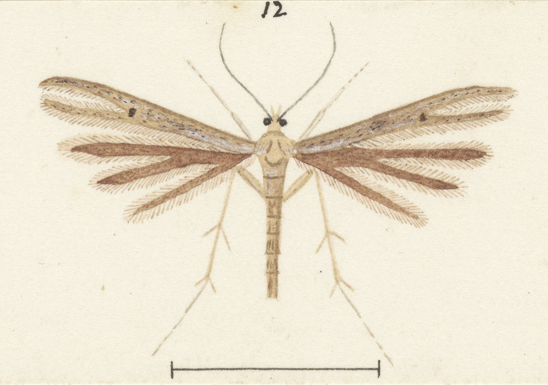 Image of Stenoptilia zophodactylus (Duponchel 1840)