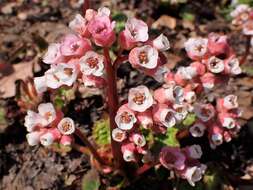 Image of Bergenia ciliata (Haw.) Sternb.